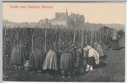 (34927) AK Meißen, Ansicht einer Weinlese, Frauen von hinten, 1912