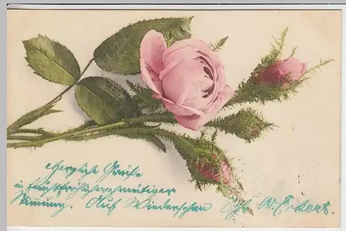 (32875) AK Grußkarte, Rose, 1902