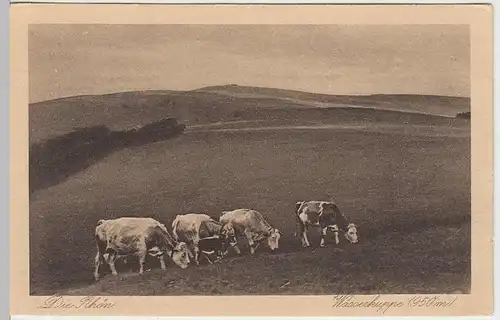 (32249) AK Wasserkuppe, Rhön, weidende Kühe, vor 1945