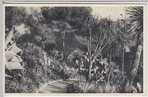 (31569) AK Mortola, Botanischer Garten Hanbury, 1935