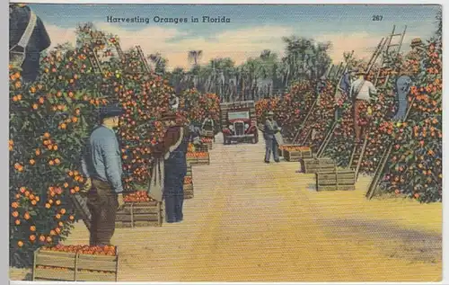(27819) AK Orangenernte in Florida