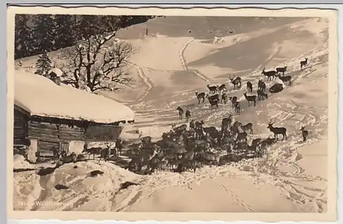 (26412) Foto AK Wildfütterung im Allgäu 1939
