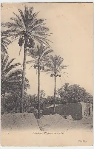 (25635) AK Dattelpalmen, Règimes de Daftes, vor 1945
