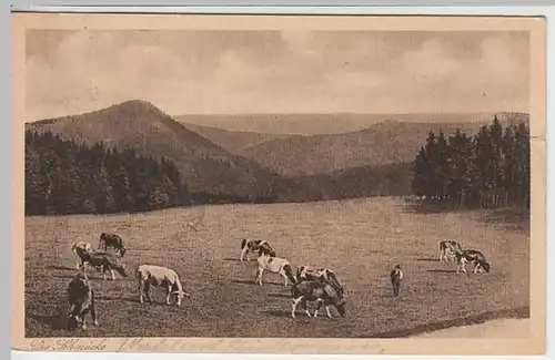 (24588) AK Blick von der Schmücke, Thür. Wald, Rinderherde, gel. 1927