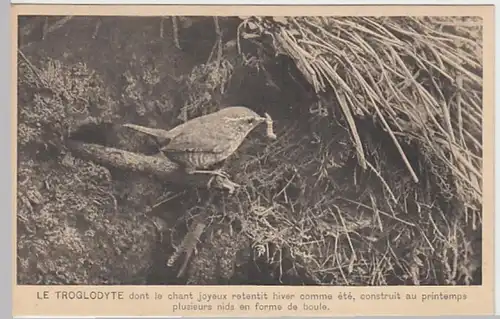 (24026) AK Zaunkönig mit Raupe, vor 1945