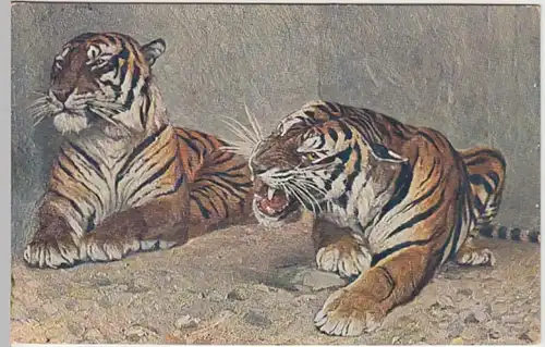 (23908) Künstler AK Zoologischer Garten Dresden, Tiger 1913