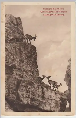 (22210) AK Stellingen-Hamburg, Tierpark Hagenbeck, Steinböcke, v. 1945