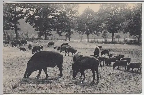 (22006) AK Moritzburg, Wildschweingehege, vor 1945