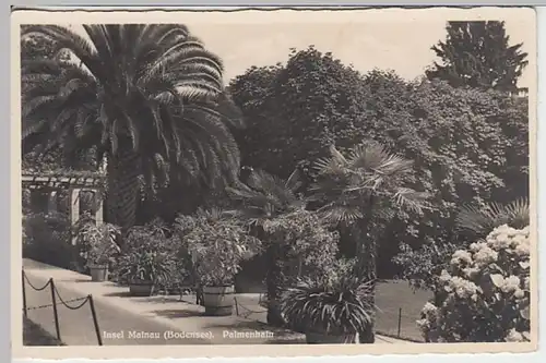 (20138) Foto AK Konstanz, Insel Mainau, Palmenhain, vor 1945