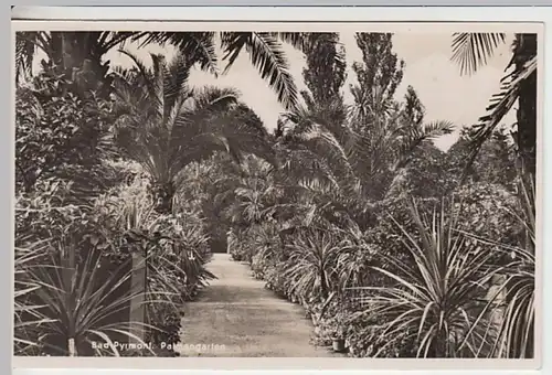 (20006) Foto AK Bad Pyrmont, Palmengarten 1937
