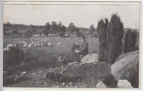 (19893) AK Schäfer mit Hund und Herde in der Heide 1918