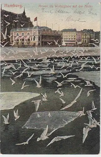 (19275) AK Hamburg, Möwen an der Alster 1904