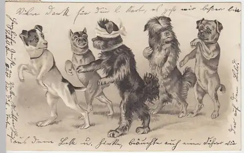 (18730) Künstler AK Hunde Fangen spielend, Prägekarte 1902