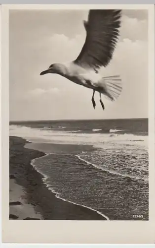 (18420) Foto AK Möwe im Flug 1940