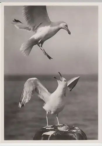 (18163) AK Seemöwen, 1938