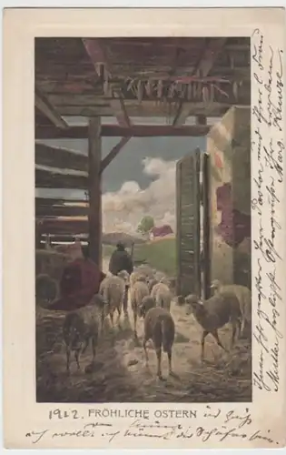 (17545) Künstler AK Ostern, Schafe im Stall, gel. 1912