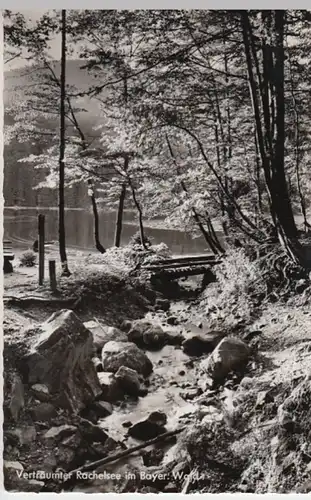 (16974) Foto AK Sankt Oswald-Riedlhütte, Rachelsee 1960