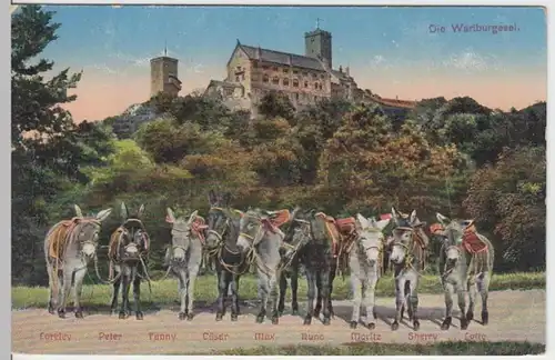 (16862) AK Eisenach, Th., Wartburgesel, vor 1922