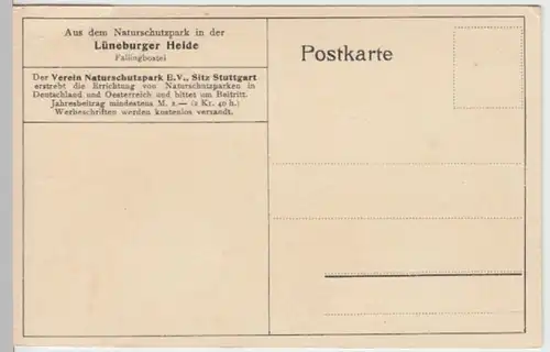 (16672) AK Bad Fallingbostel, Lüneburger Heide, Weg am Waldrand, vor 1945