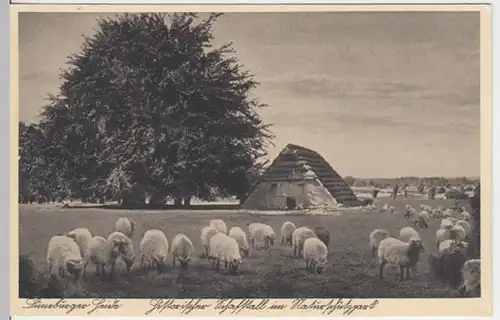 (13024) AK Lüneburger Heide, Schafstall im Naturschutzpark, vor 1945