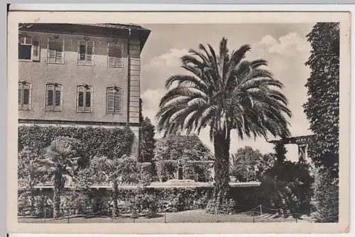 (11897) Foto AK Konstanz, Insel Mainau, Königspalme 1938