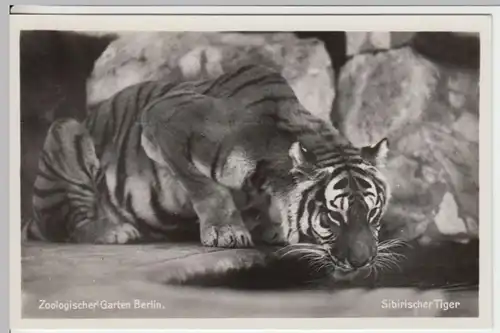(10807) AK Zoologischer Garten Berlin, Sibirischer Tiger vor 1945