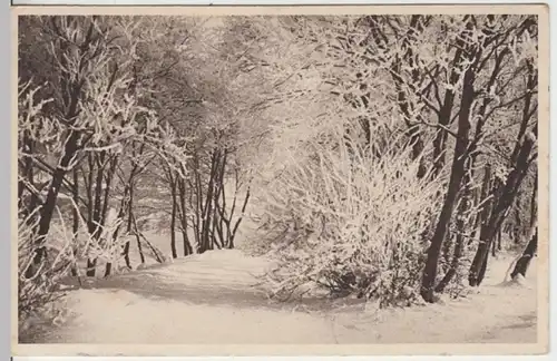 (10675) AK Rauhreif auf Bäumen 1913