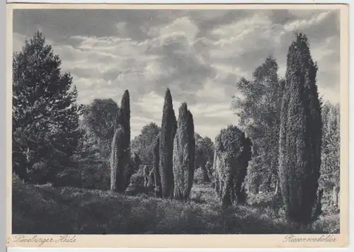 (9977) AK Lüneburger Heide, Riesenwacholder 1935