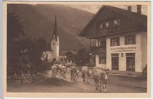 (8761) AK Bayrischzell, Kuhherde im Ort 1925