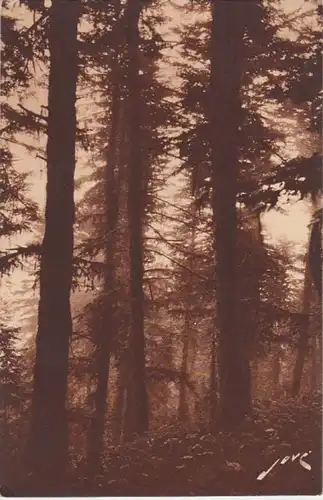 (6476) AK Luchon-Superbagneres, Wald, vor 1945