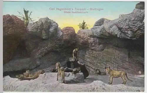 (2922) AK Hamburg, Carl Hagenbecks Tierpark, Raubtierschlucht um 1910