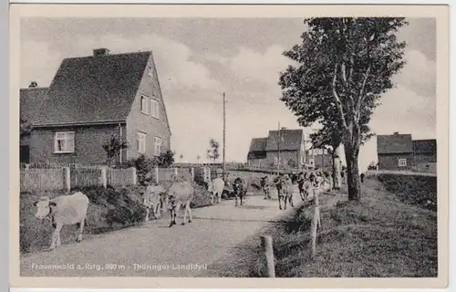 (5907) AK Frauenwald, Rennsteig, Kuhherde 1955