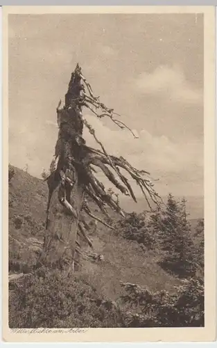 (4061) AK Arber, Wetterfichte, um 1926