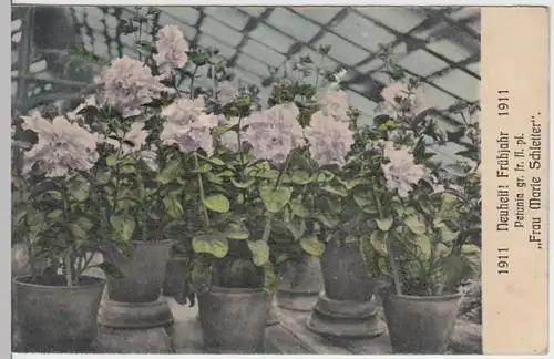 (3498) AK Blumen, Petunien, Sorte Frau Marie Schletter 1911
