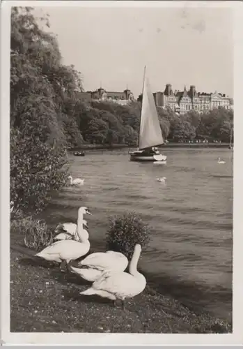 (2601) Foto AK Hamburg, Schwäne an der Außenalster 1942