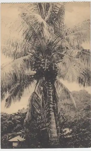 (2235) AK Belgisch Kongo, Mission St. Esprit, Palme 1924
