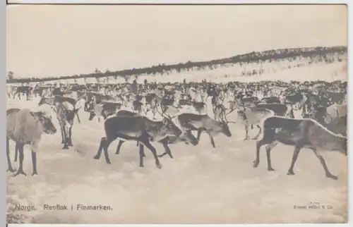 (2203) Foto AK Finnmark, Norwegen, Rentiere