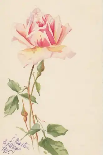 (1846) AK Malerei, Rose 1905