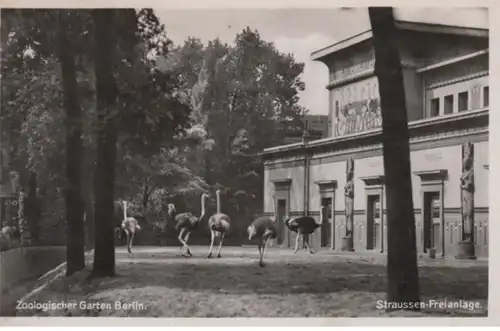 (1543) Foto AK Berlin, Straußen-Freianlagfe im Zoologischen Garten 1942