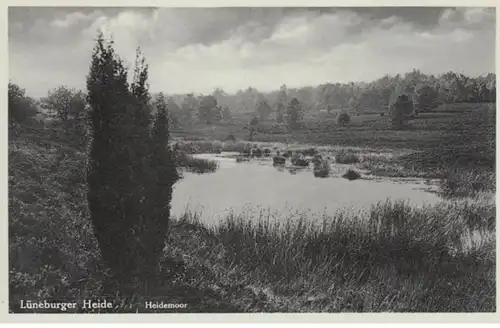 (1408) AK Lüneburger Heide, Heidemoor bei Undeloh 1937