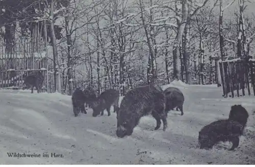 (791) AK Benneckenstein, Wildschweine im Harz 1910/20er