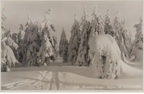 (605) Foto AK Riesengebirge, Sonne im Winterwald vor 1945
