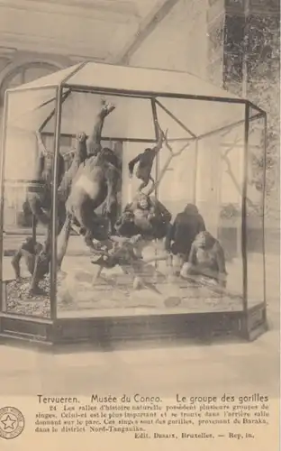 (488) AK Tervuren, Museum für Zentralafrika, Gorillagruppe, vor 1945