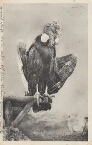 (227) AK Tiergarten Wien Schönbrunn, Kondor 1941