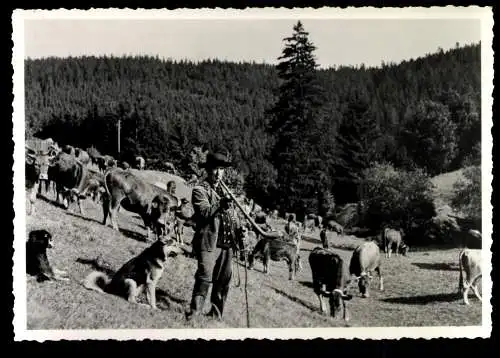 Finsterbergen/Thür. Wald, Rinder auf der Weide - 420586