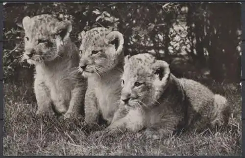 Hamburg-Stellingen, Hagenbeck's Tierpark, Löwenbabys - 412422