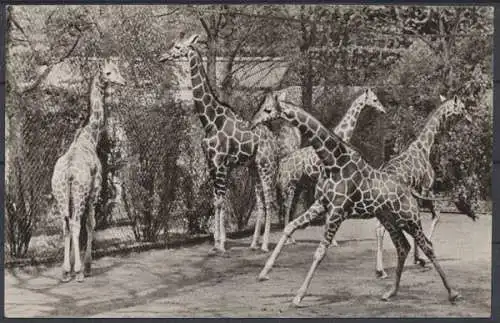 Hamburg-Stellingen, Hagenbeck's Tierpark, Freigehege: Giraffen - 412424