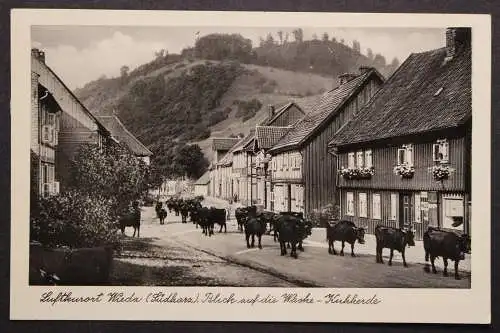 Wieda, Südharz, Blick auf die Kuhherde - 422296