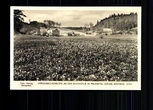 Polenztal, Sächs. Schweiz, Märzenbecherblüte an der Bocksmühle - 415916