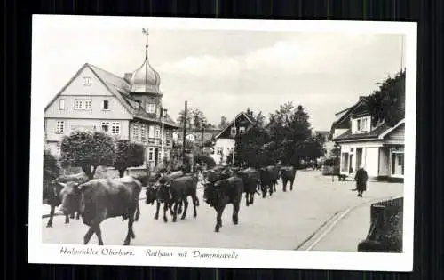 Hahnenklee, Oberharz, Rathaus mit Damenkapelle (Rinder) - 416534